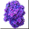 Букет Фиолетовое счастье
Подарок от petruch