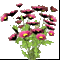 Букет хризантем 21
Подарок от hiphopper
Грабанул тех, кто ограбил цветочную оранжерею (: Ну а что?:)